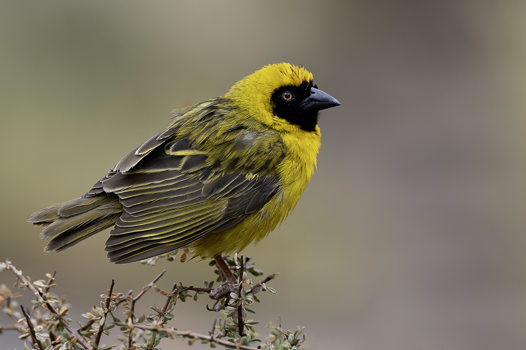 Southern Masked Weaver - Maskerwever - Tisserin  tte rousse (m)