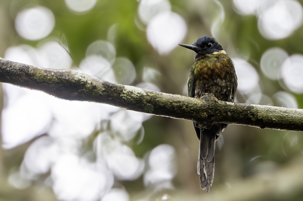 Purplish Jacamar - Purperglansvogel - Jacamar violac