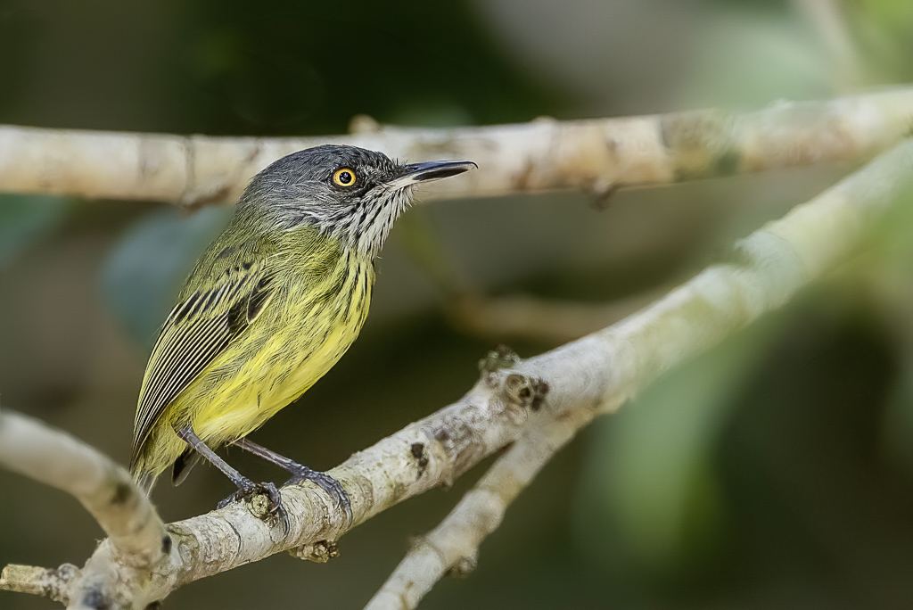 Spotted Tody-Flycatcher - Gevlekte Schoffelsnavel - Todirostre tachet