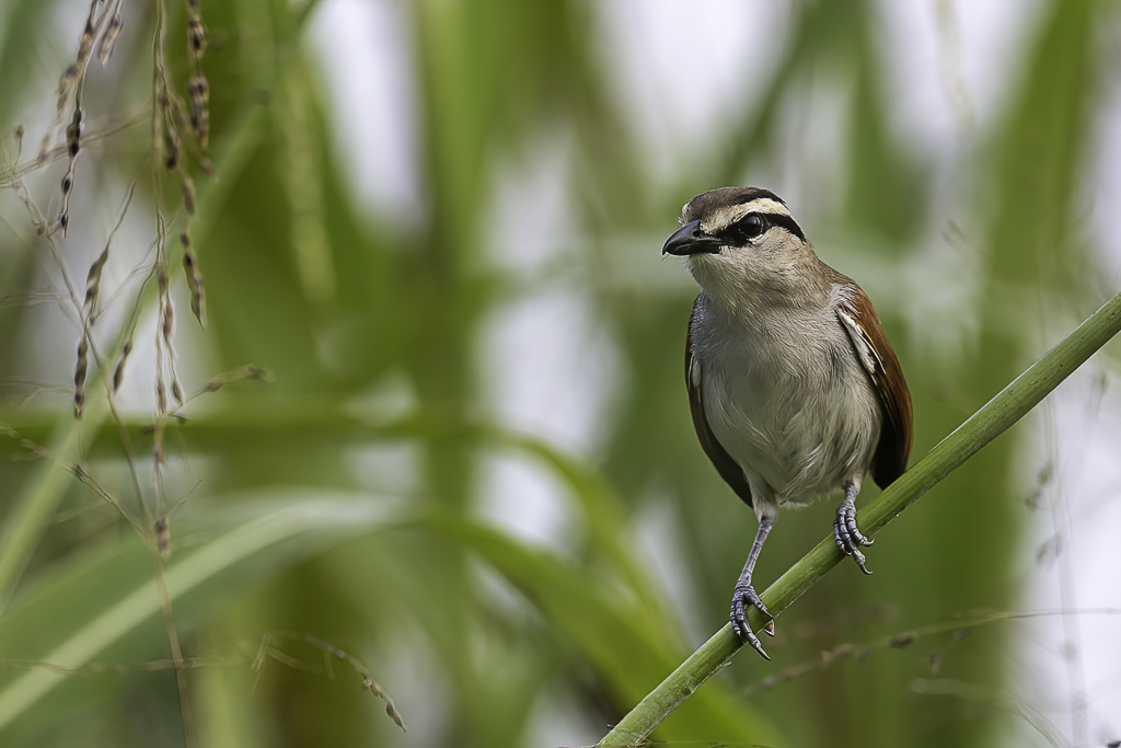 Brown-crowned Tchagra - Bruinkoptsjagra - Tchagra  tte brune