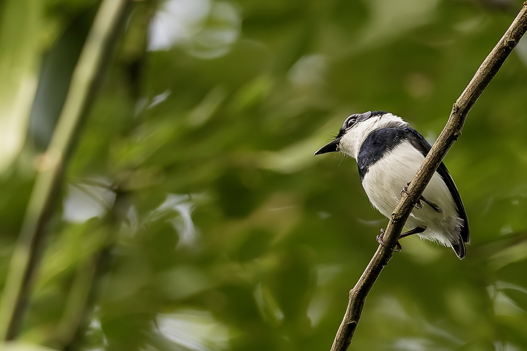 West African Wattle-eye - Witneklelvliegenvanger - Pririt de Guine (m)