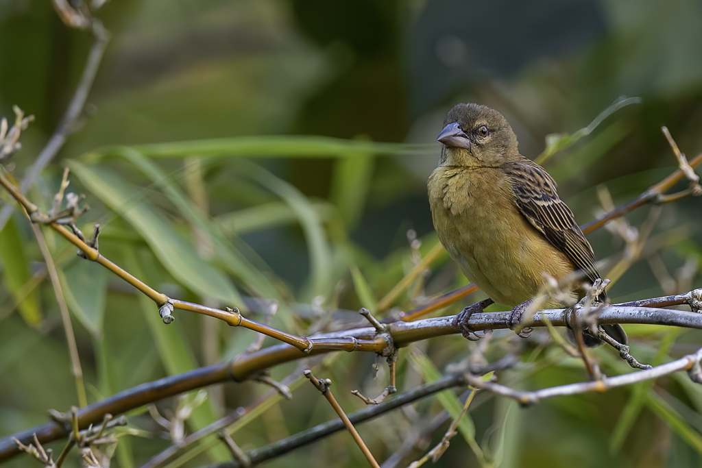 Chestnut-and-black Weaver - Kaneel-zwarte Wever - Tisserin noir et marron (f)
