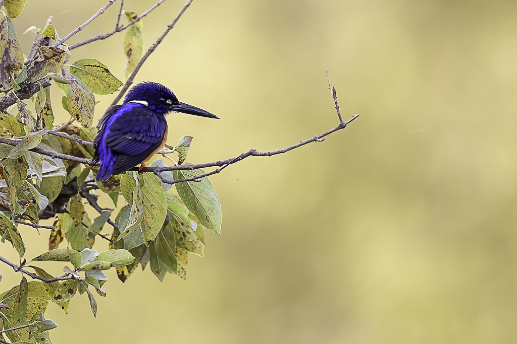 Shining-blue Kingfisher - Glansijsvogel - Martin-pcheur azur