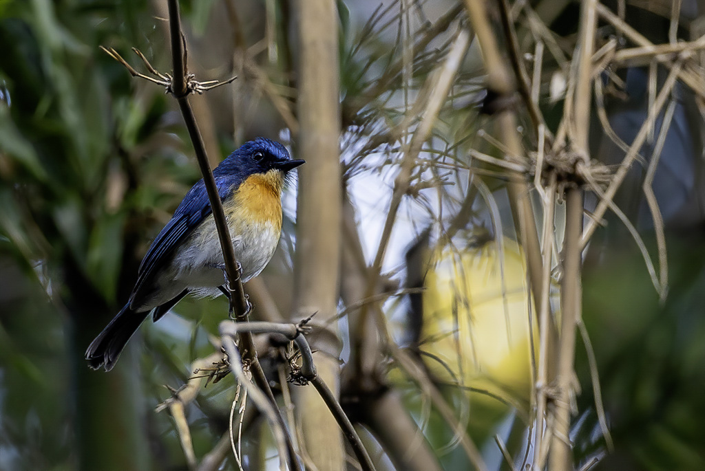 Palawan Blue Flycatcher - Balabakniltava - Gobemouche de Balabac (m)