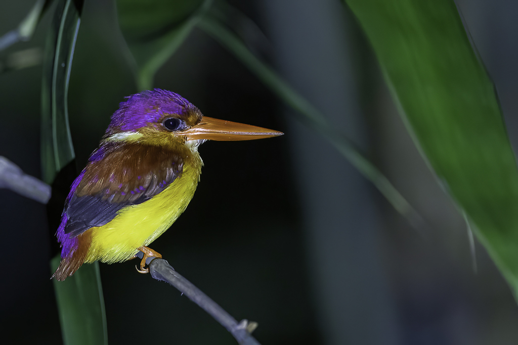 Rufous-backed Dwarf Kingfisher - Martin-pcheur  dos roux