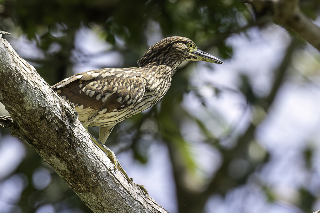 Nankeen Night Heron - Rosse Kwak - Bihoreau cannelle (imm)