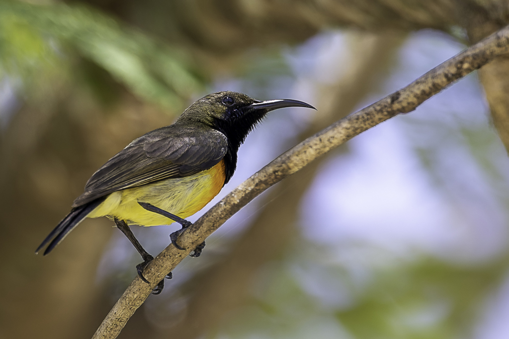 Palawan Sunbird - Souimanga aurore (m)