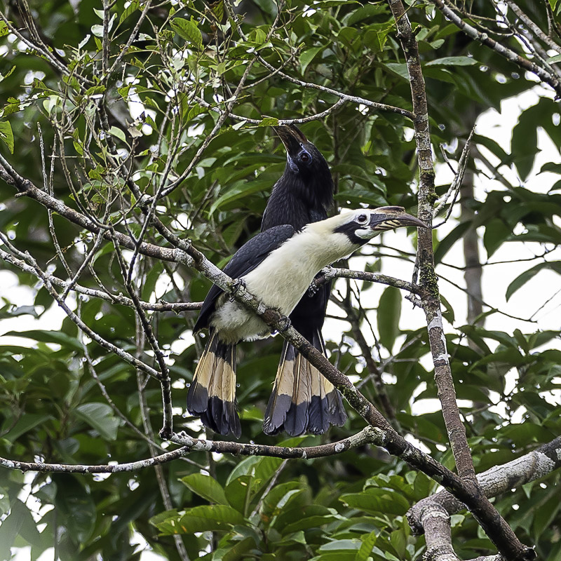 Mindanao Hornbill - Mindanaoneushoornvogel - Calao de Mindanao (m+f)