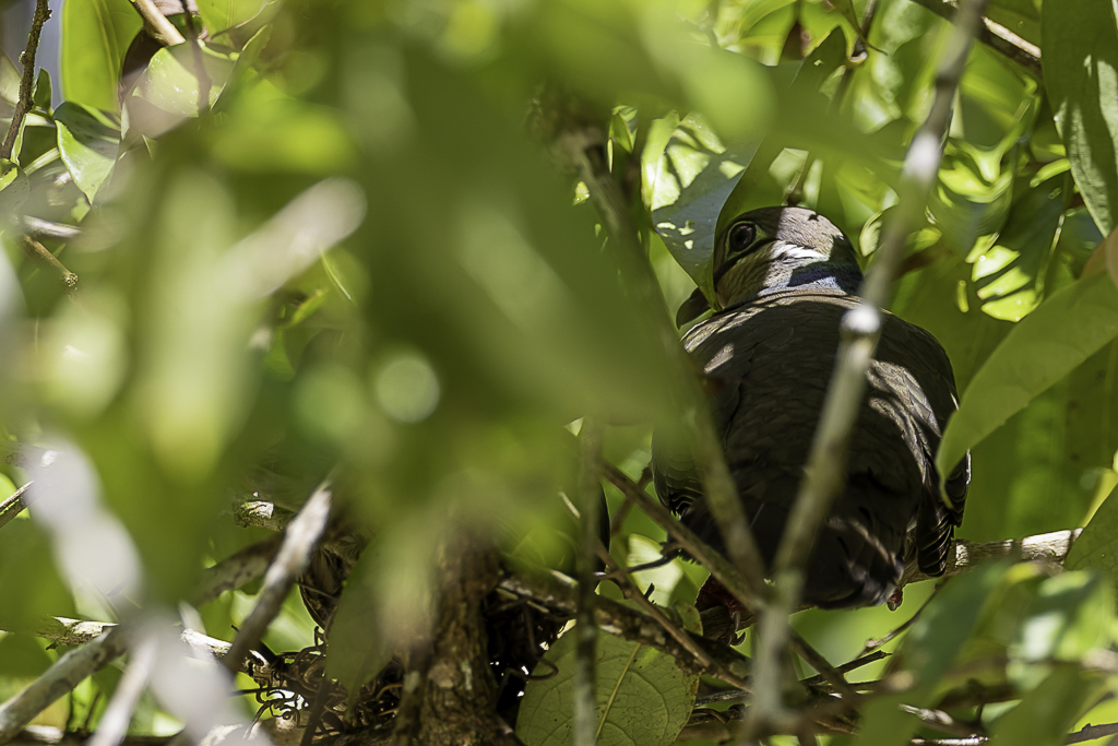 White-eared Brown Dove - Kleine Bruine Vruchtduif - Phapitrron  oreillons blancs