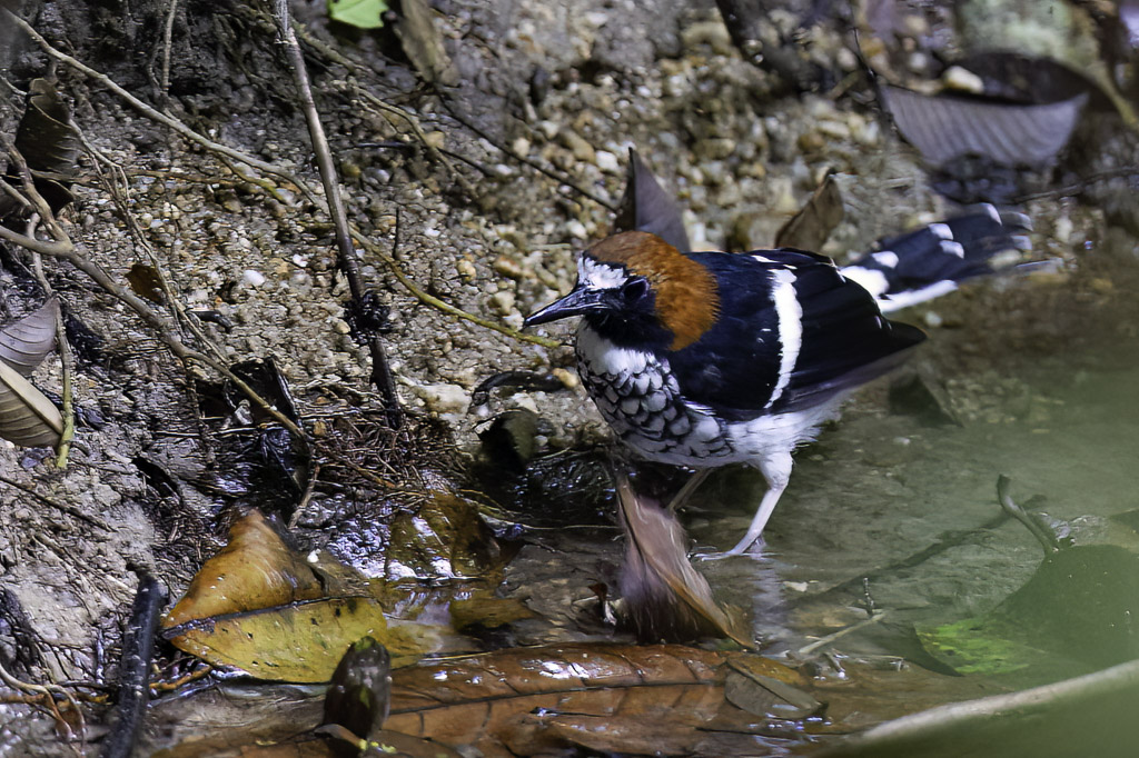 Chestnut-naped Forktail - Roodkapvorkstaart - nicure rousse-cape