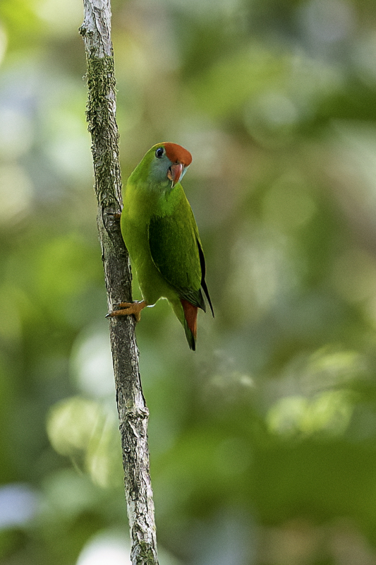 Philippine Hanging Parrot - Filipijnse Vleermuisparkiet - Coryllis des Philippines