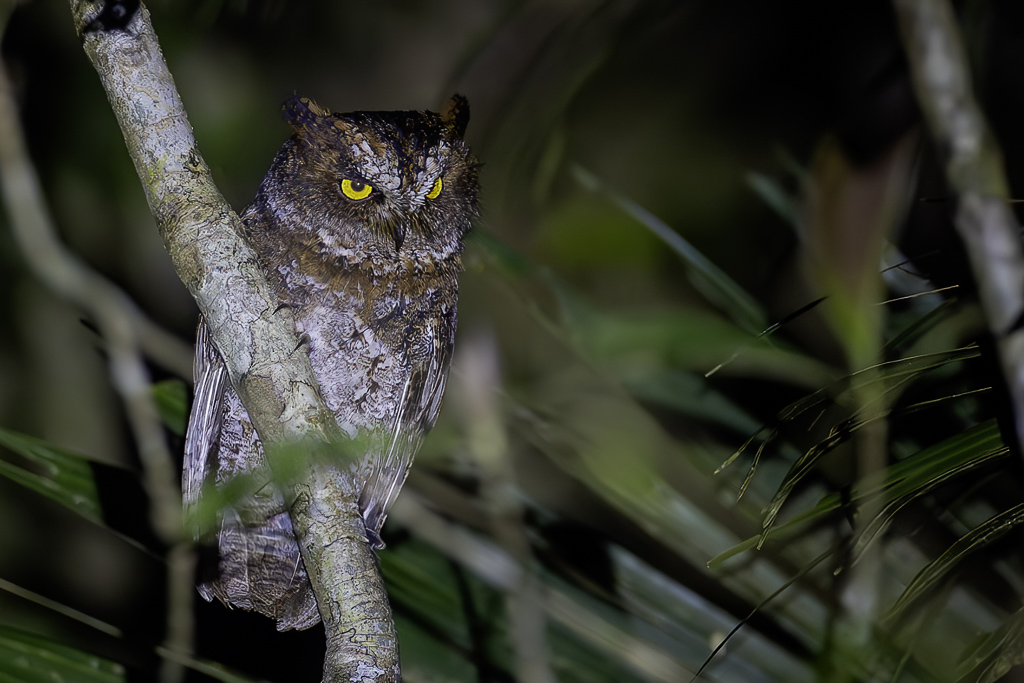 Luzon Scops Owl - Luzondwergooruil - Petit-duc longicorne