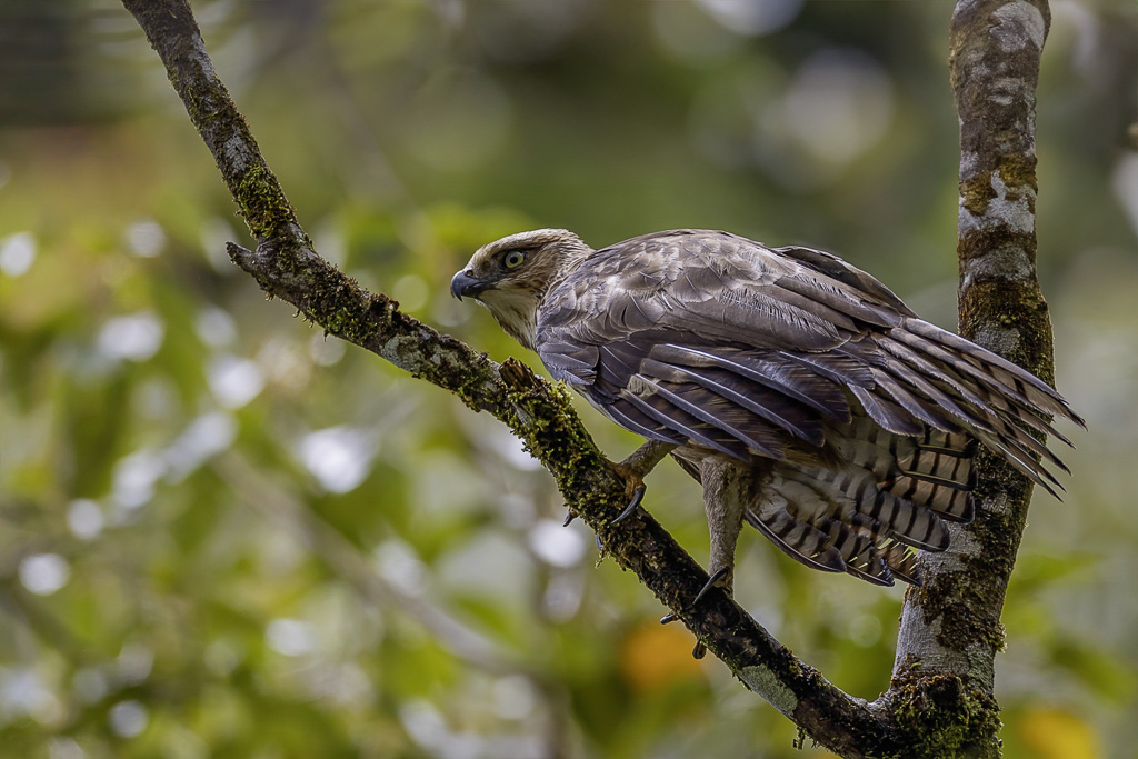 Philippine Hawk-Eagle - Noord-Filipijnse Kuifarend - Aigle des Philippines