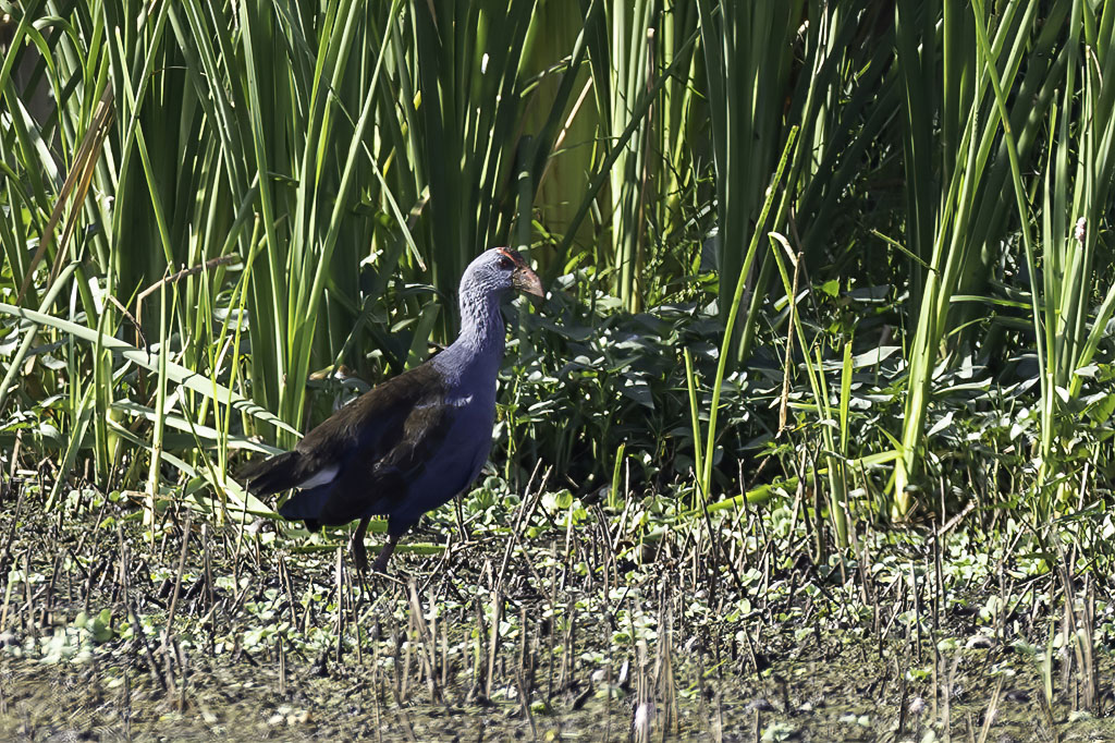 Philippine Swamphen - Filipijnse Purperkoet - Talve des Philippines