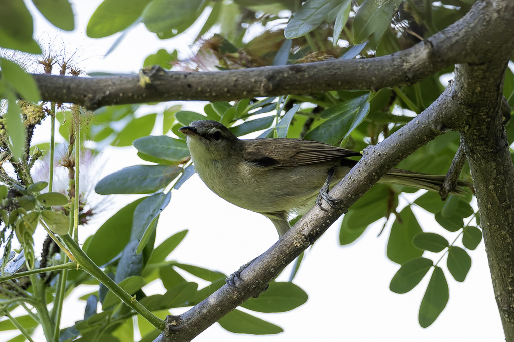 Clamorous Reed Warbler - Indische Karekiet - Rousserolle stentor