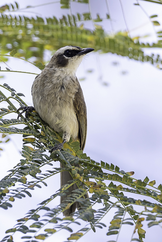 Yellow-vented Bulbul - Wenkbrauwbuulbuul - Bulbul goiavier