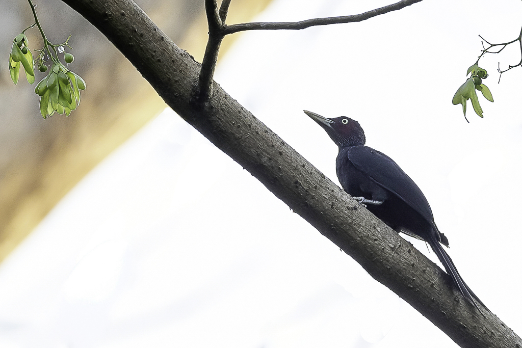 Northern Sooty Woodpecker - Zwarte Treurspecht - Pic en deuil