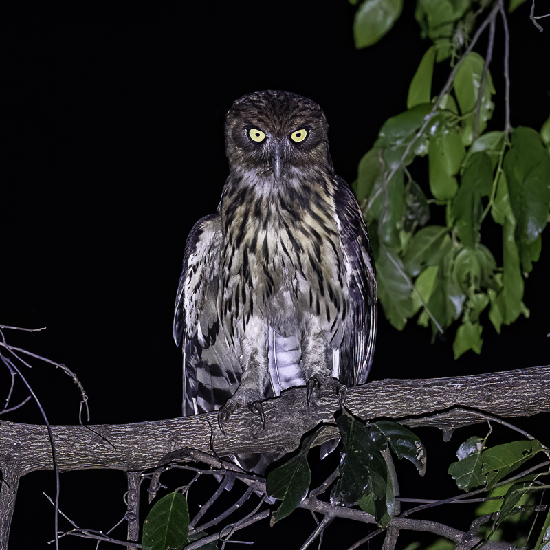 Philippine Eagle-Owl - Filipijnse Oehoe - Grand-duc des Philippines