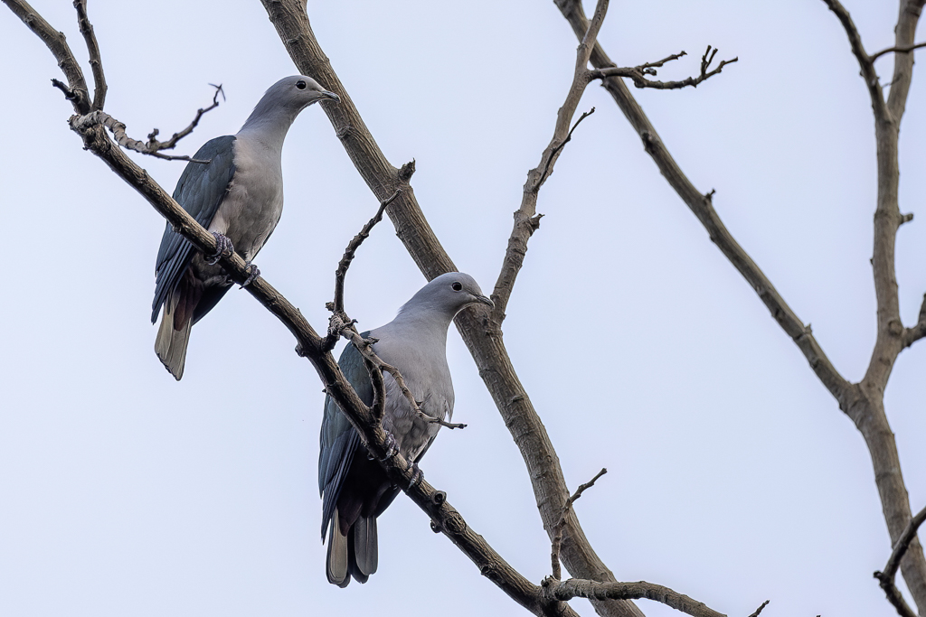 Green Imperial Pigeon - Groene Muskaatduif - Carpophage pauline
