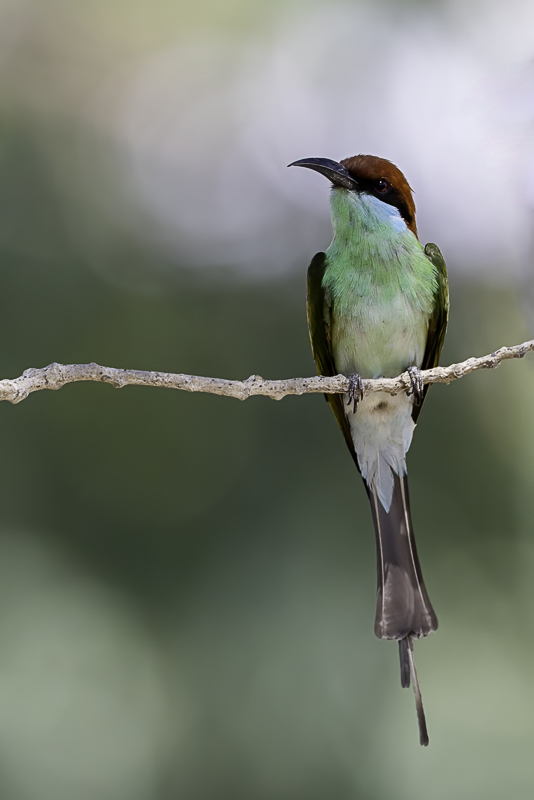 Rufous-crowned Bee-eater - Roestkruinbijeneter - Gupier  gorge verte