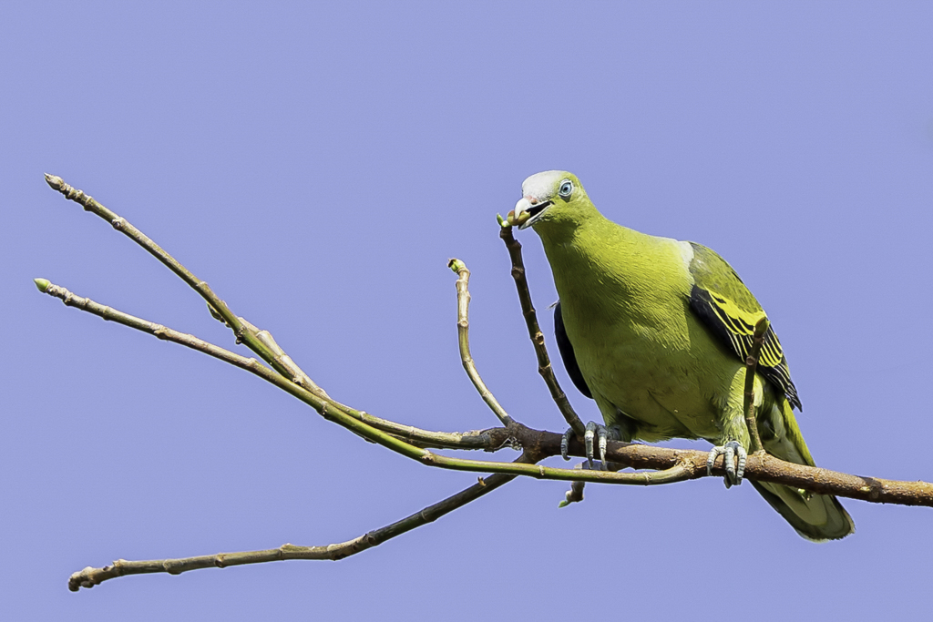 Philippine Green Pigeon - Filipijnse Papegaaiduif - Colombar des Philippines