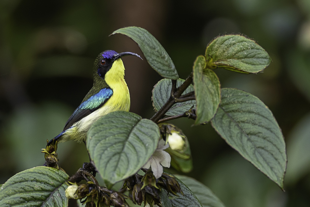 Metallic-winged Sunbird - Glansvleugelhoningzuiger - Souimanga montagnard (m)