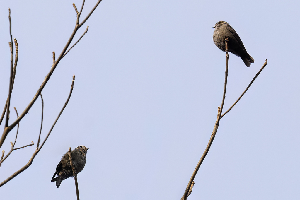 Usshers Flycatcher - Usshers Vliegenvanger - Gobemouche dUssher