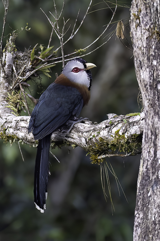 Scale-feathered Malkoha - Schubhalsmalkoha - Malcoha fris
