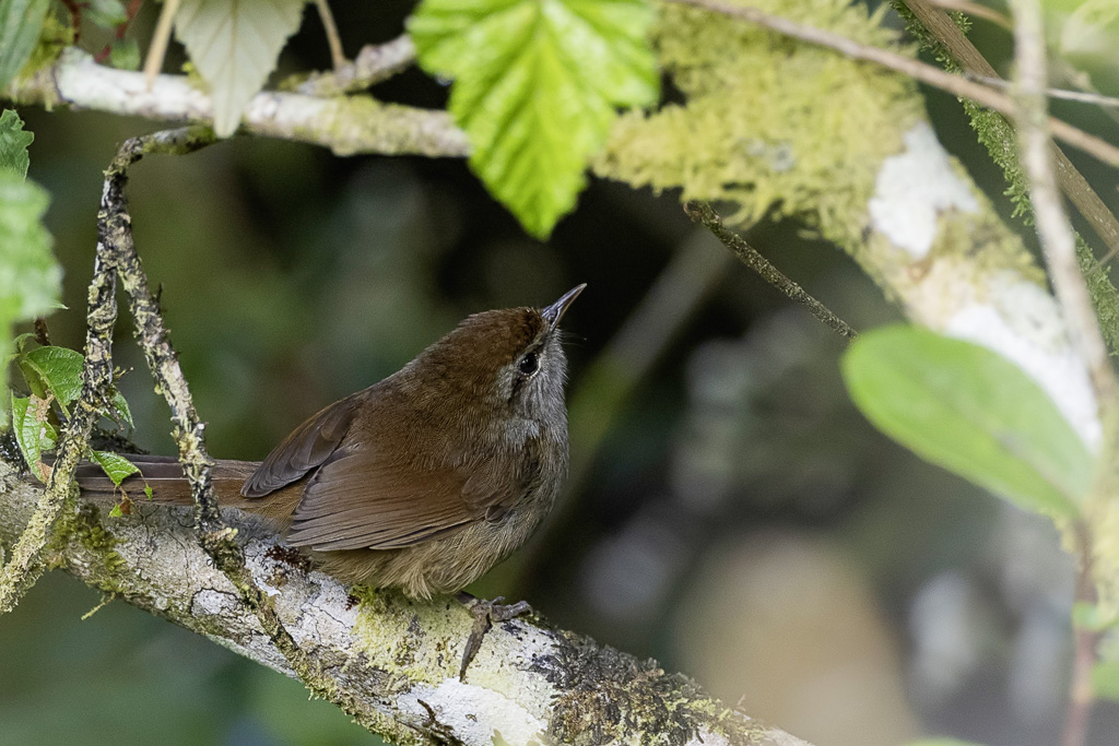 Philippine Bush Warbler - Luzonstruikzanger - Bouscarle de Luon