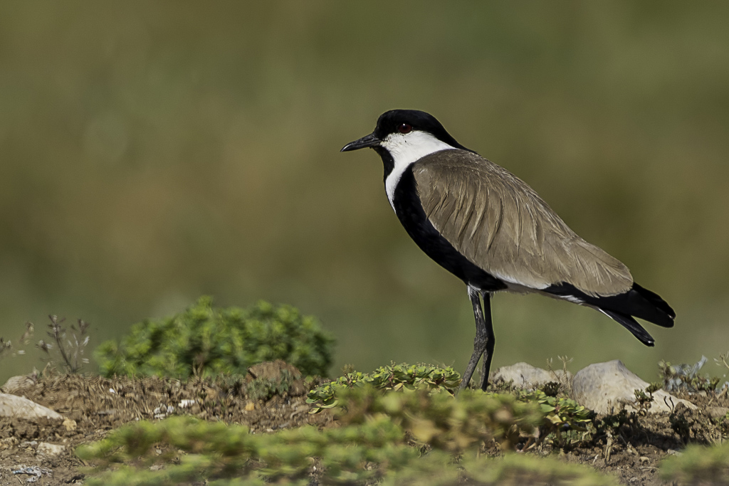 Spur-winged Lapwing - Sporenkievit - Vanneau peronn
