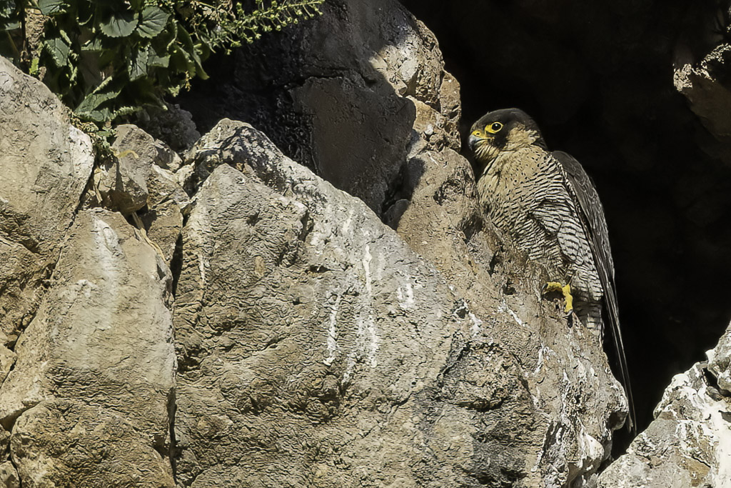 Peregrine Falcon - Slechtvalk - Faucon plerin