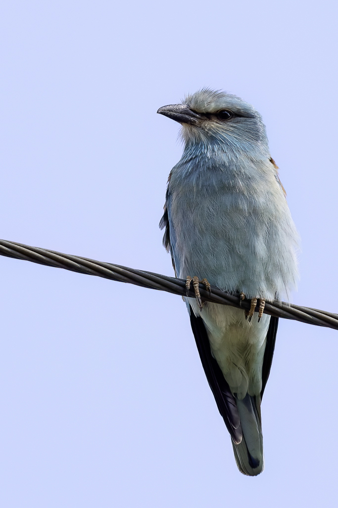 European Roller - Scharrelaar - Rollier dEurope