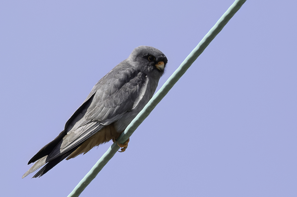 Red-footed Falcon - Roodpootvalk - Faucon kobez (m)