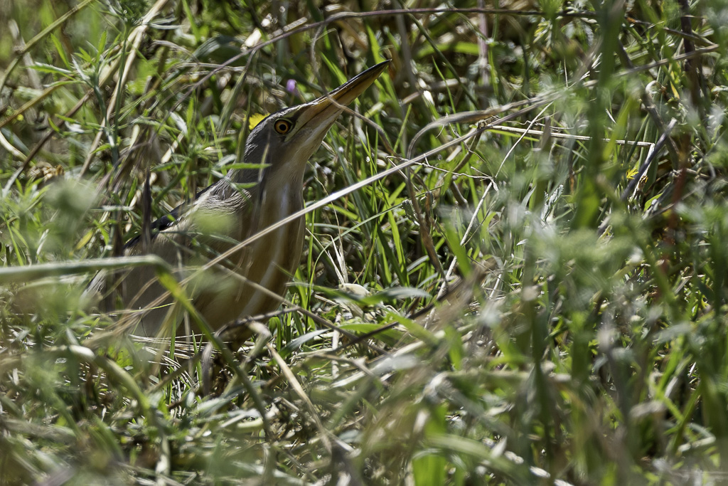 Little Bittern - Woudaap - Blongios nain