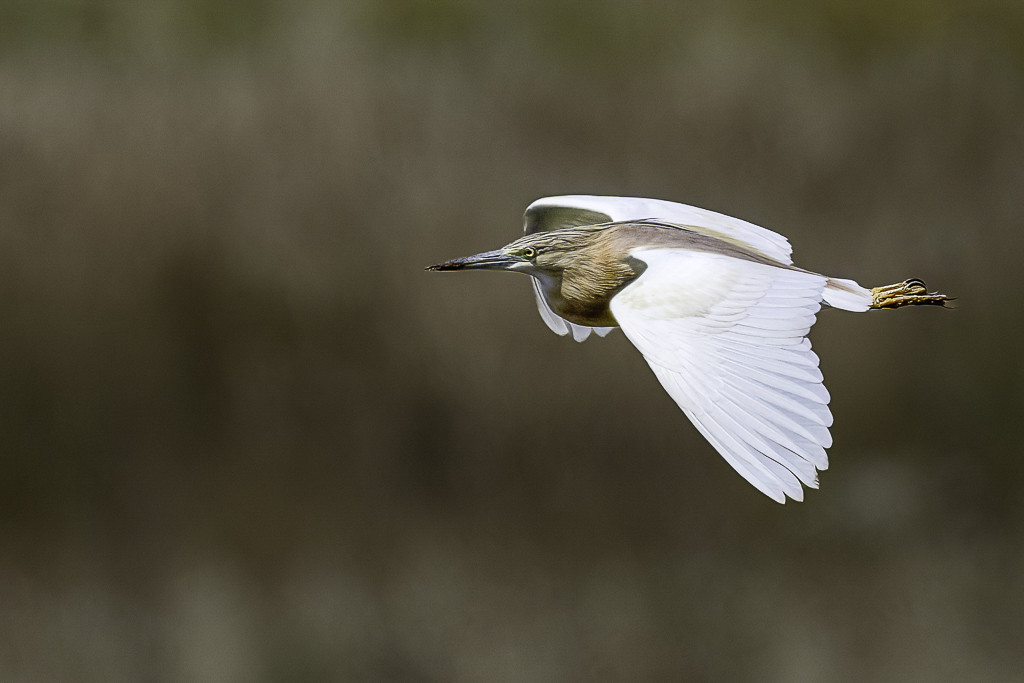 Squacco Heron - Ralreiger - Crabier chevelu
