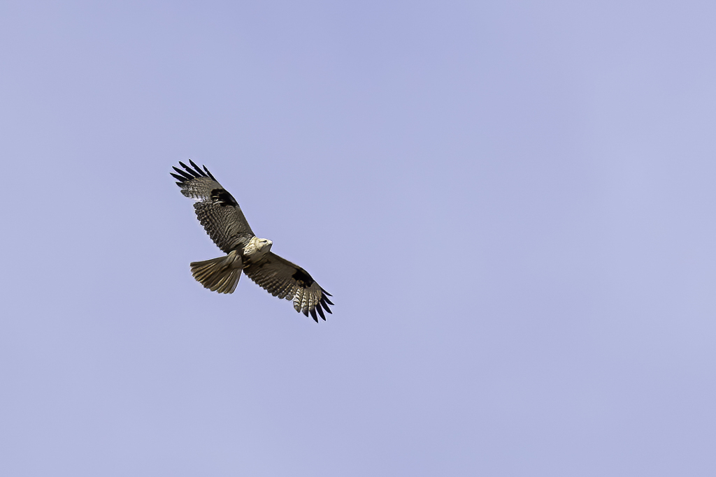 Eastern Buzzard - Japanse Buizerd - Buse dOrient