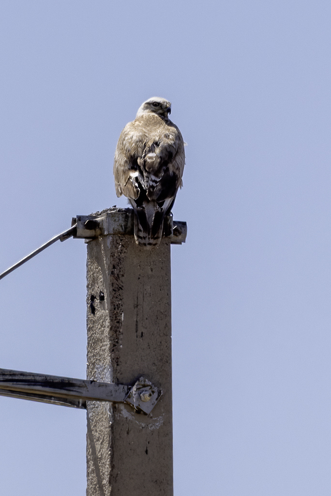 Long-legged Buzzard - Arendbuizerd - Buse froce