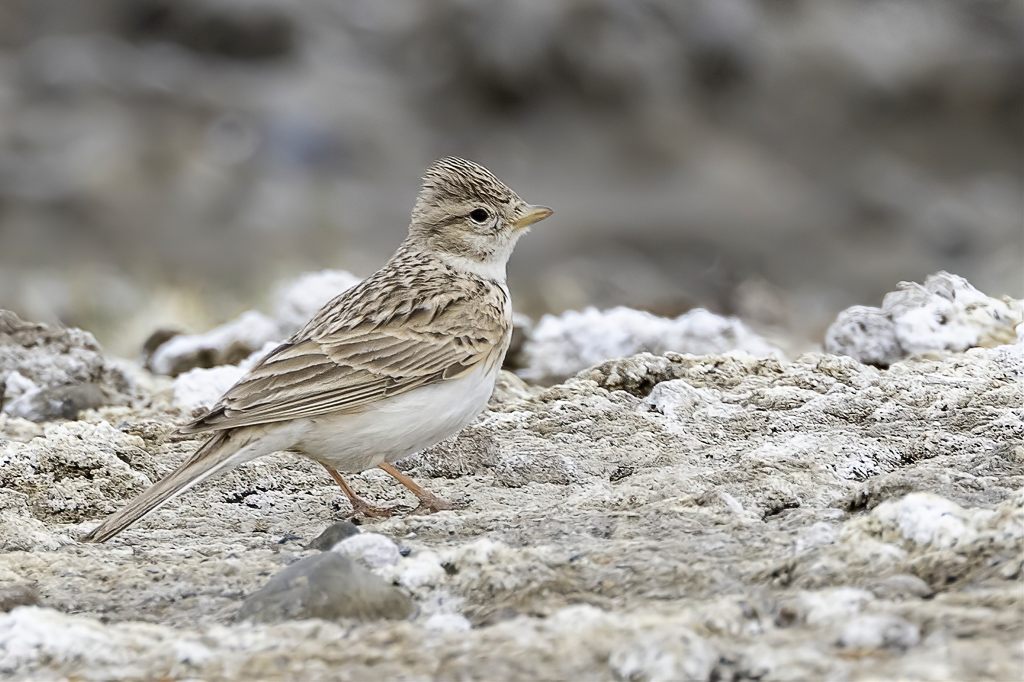 Asian Short-toed Lark - Mongoolse Kortteenleeuwerik - Alouette de Swinhoe