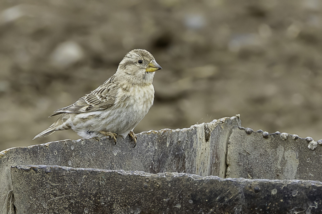 Rock Sparrow - Rotsmus - Moineau soulcie