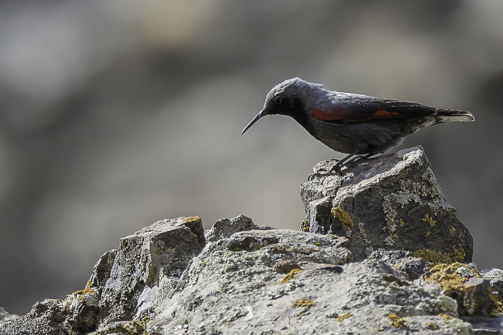 Wallcreeper - Rotskruiper - Tichodrome chelette (m)