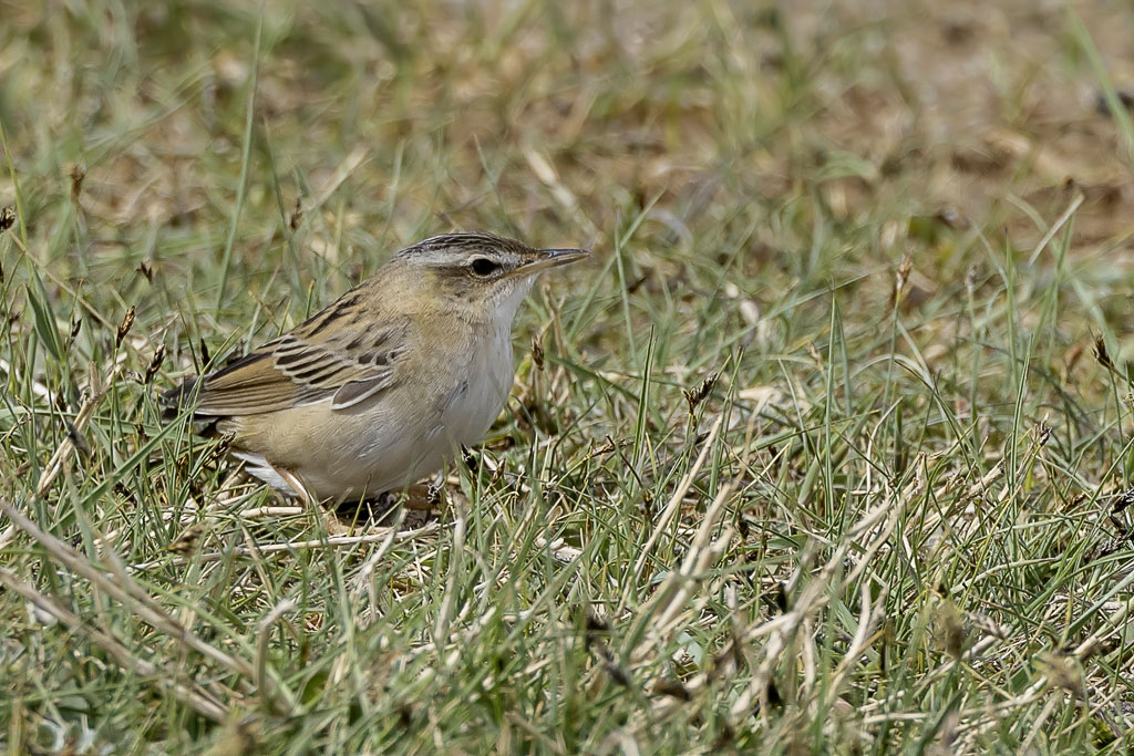Pallass Grasshopper Warbler - iberische Sprinkhaanzanger - Locustelle de Pallas