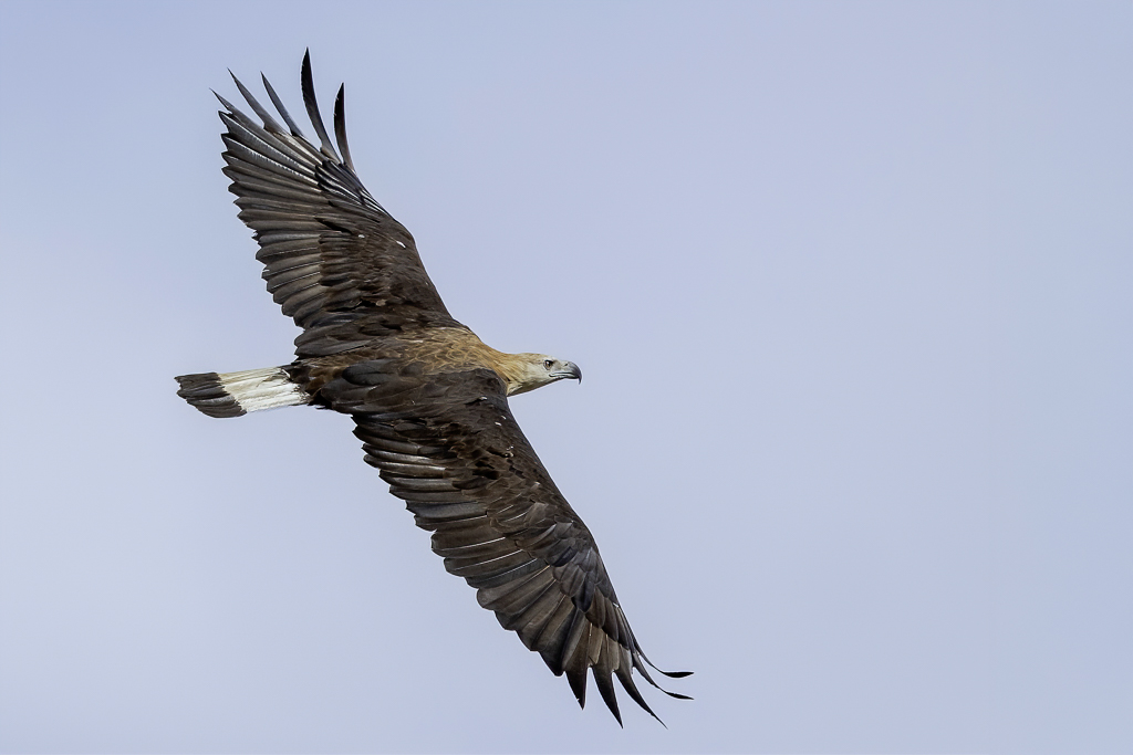 Pallass Fish Eagle - Witbandzeearend - Pygargue de Pallas