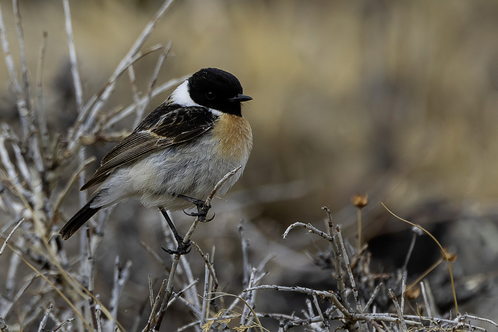 Siberian Stonechat - Aziatische Roodborsttapuit - Tarier de Sibrie (m)