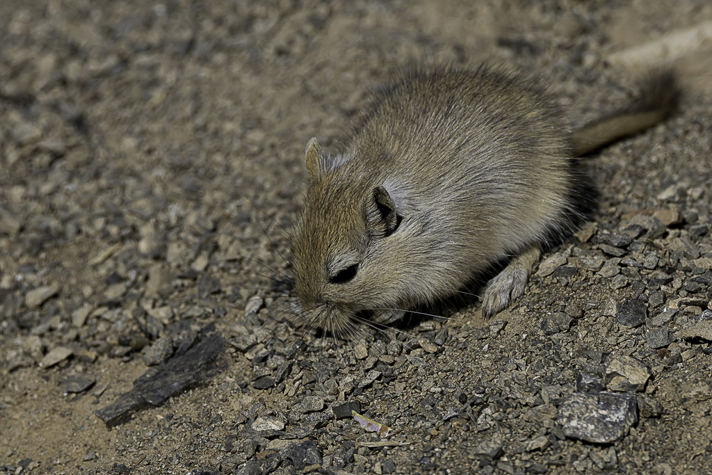 Mongolian gerbil
