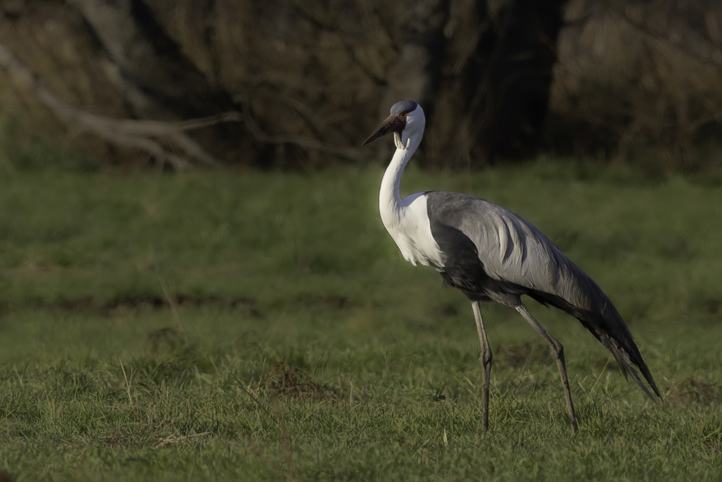 Wattled  Crane - Lelkraanvogel - Grue caroncule