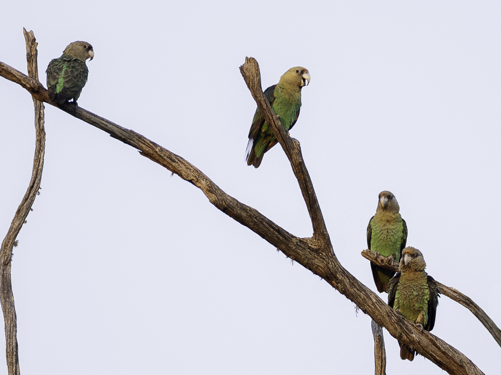 Cape Parrot - Kaapse Papegaai - Perroquet robuste