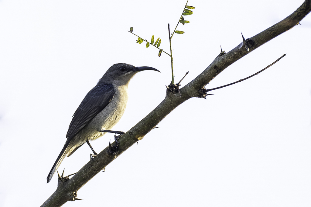 Grey Sunbird - Grijze Honingzuiger - Souimanga murin
