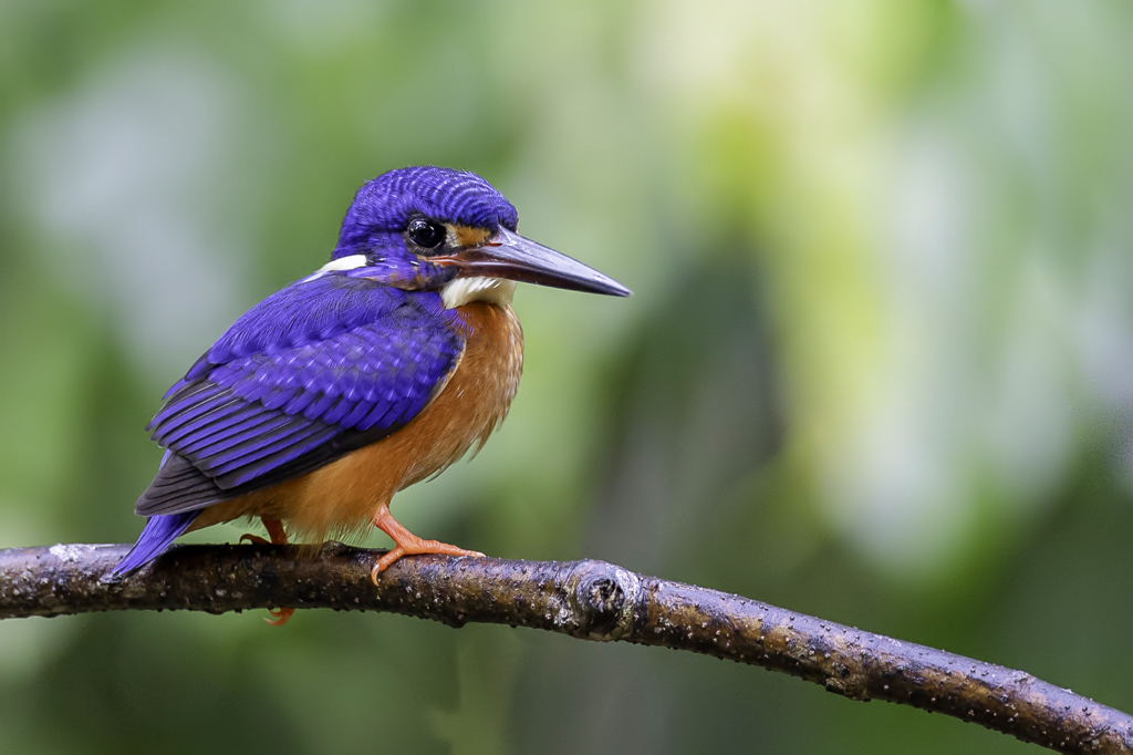 Blue-eared Kingfisher - Menintingijsvogel - Martin-pcheur mninting