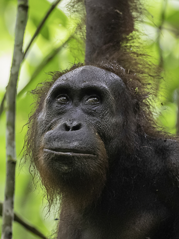 Bornean orangutan (young m)