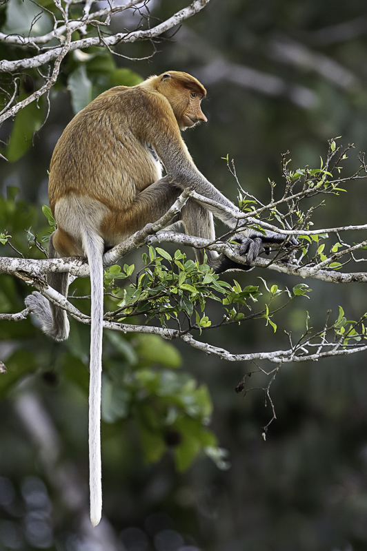 Proboscis monkey (f)